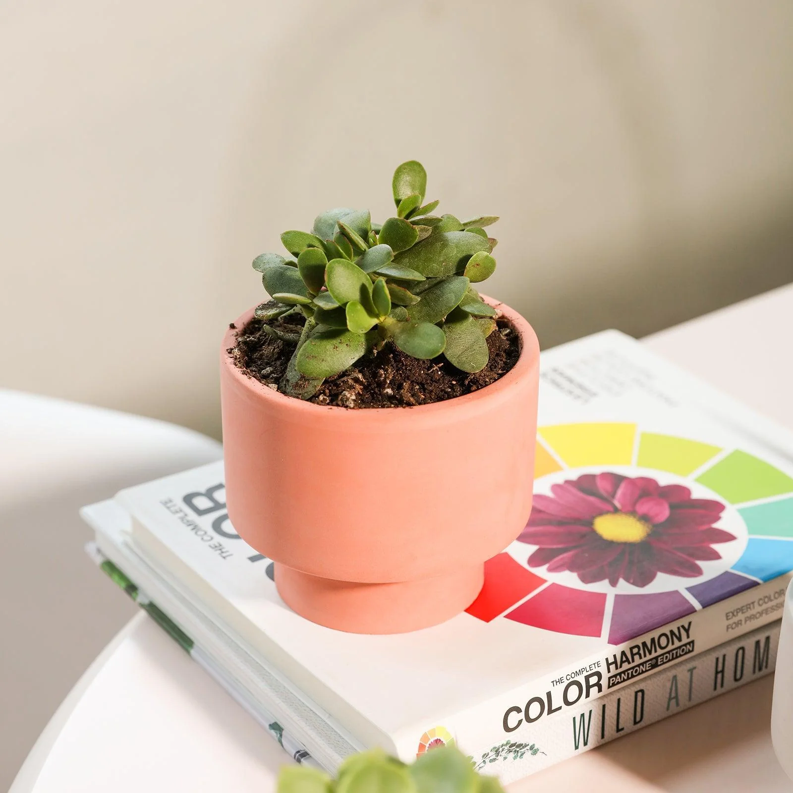 Bowl-shaped Concrete Plant Pot Silicone Mold - Ⅱ - Image 4