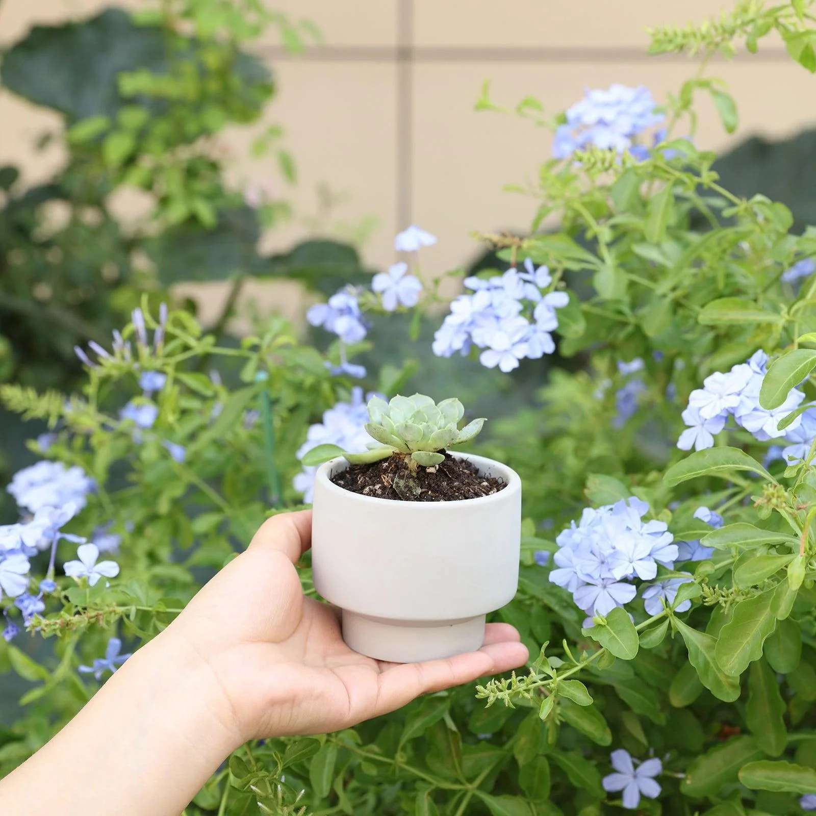 Bowl-shaped Concrete Plant Pot Silicone Mold - Ⅲ - Image 4